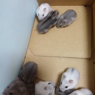 ジャンガリアハムスター