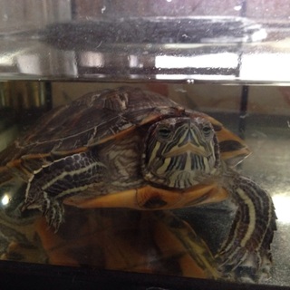 みどりがめ2歳の里親さんを募集しています。