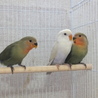 2015/5産　コザクラインコの里親を募集します。 サムネイル2