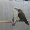2015/5産　コザクラインコの里親を募集します。 サムネイル4