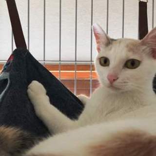 姫ちゃん　　女の子　10か月くらい