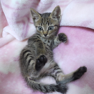 ありがとうございました。