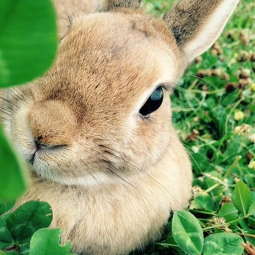 クローバーもラビ