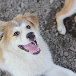 生後4か月女の子シーズちゃん