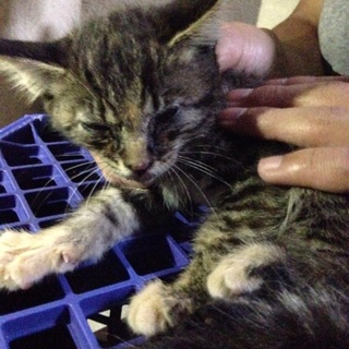 子猫の里親探しております。