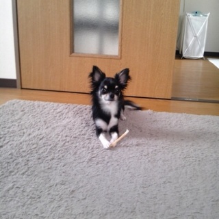 チワワ8歳男の子