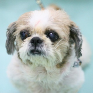 シーズーかりんちゃん里親募集