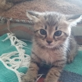 可愛い仔猫たちの里親募集です☆