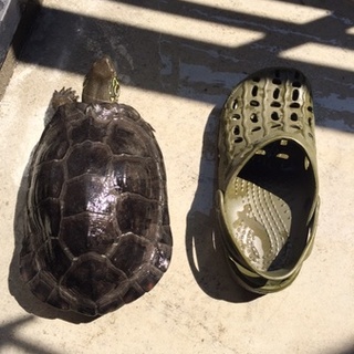 ゼニガメの里親募集