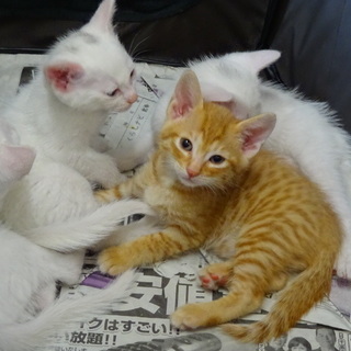 生後39日の子猫ちゃんたちです。