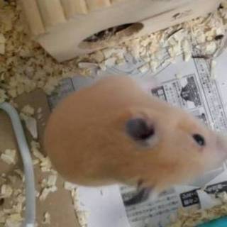 1年4ヶ月キンクマ（♂）ふぶくんの里親募集