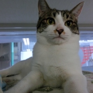 人間大好き甘えん坊「さんた」