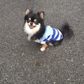 元気なチワワちゃん！可愛がって頂ける方募集