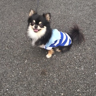 元気なチワワちゃん！可愛がって頂ける方募集