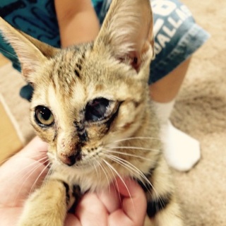人懐こくて甘え上手。左目、治療中です(;_;
