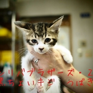 代理掲載・サンリバブラザーズ３匹