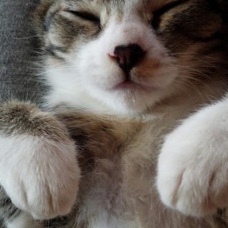 キジトラ５ヵ月のかわいい女の子です！