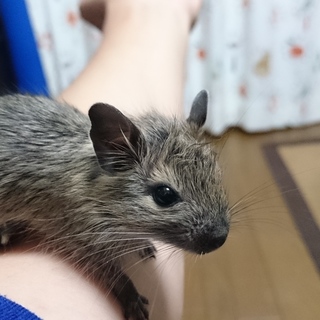 デグー赤ちゃん生まれました