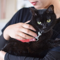 【レスキュー】黒猫ゾーイのパパママ募集！