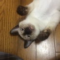 里親募集中