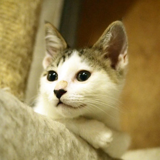 代理掲載・はこどん