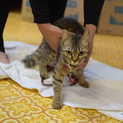 【レスキュー】キジ猫アリスのパパママ募集！