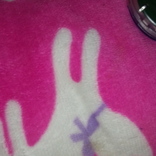 子猫、白黒2匹、白茶トラ1匹、三毛1匹。性別不明