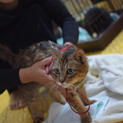 【レスキュー】キジ猫カムイのパパママ募集！