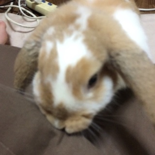 生後6ヶ月のロップイヤー