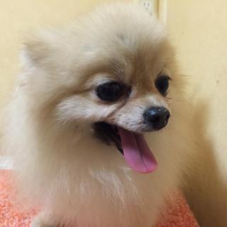 小柄な「モエ」です