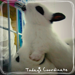 ドワーフホト、ライオンミックスの子うさぎ