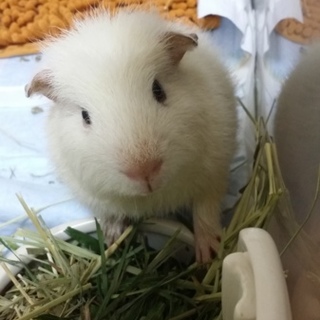 保護モルモット！里親様決まりました♪