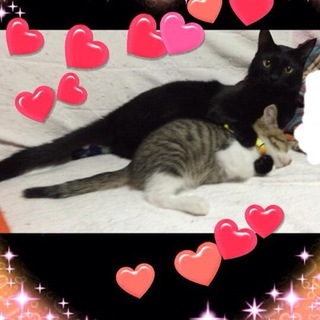 成猫と子猫の仲良しペア