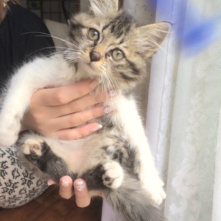 2ヶ月位長毛の子猫さん