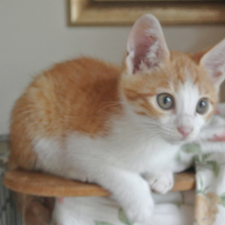 子猫20匹募集、人なれ完璧、不妊・ワクチン済