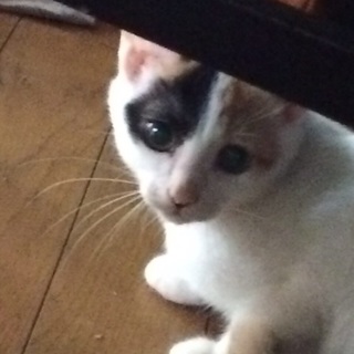 至急！三毛猫メス里親募集！