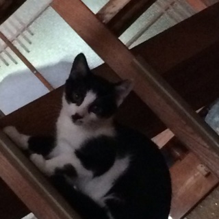 至急!!黒白メス里親募集!!