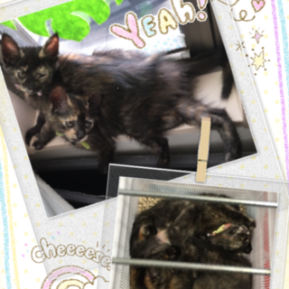 可愛い♡サビ猫ちゃん♀