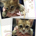 茶トラ仔猫ちゃん♡