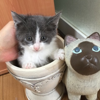 ベタ慣れ☆珍しいグレーのハチワレのハンサム♂