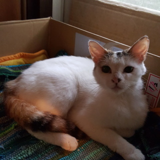 優しい里親様待ってます❗