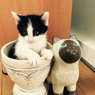 ベタ慣れ☆ハンサムな白黒ハチワレくん