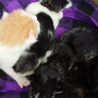 子猫、白黒2匹、白茶トラ1匹、三毛1匹。性別不明 サムネイル2