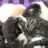 子猫、白黒2匹、白茶トラ1匹、三毛1匹。性別不明 サムネイル3