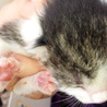 子猫、白黒2匹、白茶トラ1匹、三毛1匹。性別不明 サムネイル5