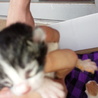 子猫、白黒2匹、白茶トラ1匹、三毛1匹。性別不明 サムネイル7