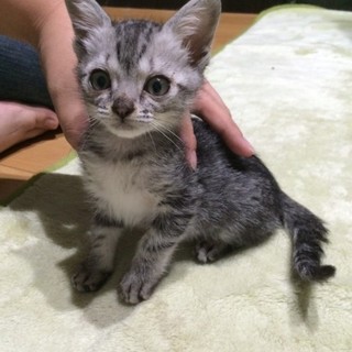 決定☆『ライム』アメショー風のコロコロ元気な男の子