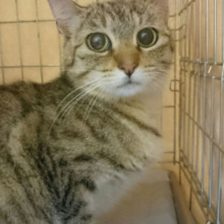 ぐんぐん人馴れ進行中♪【くるみ♀】