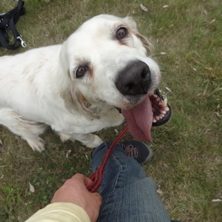 温厚なＥセッター、ゆきちゃん