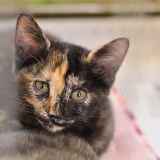 肩乗り猫なの☆あおばちゃん